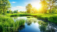 Lush Green Meadow Surrounding Reflective Pond on Sunny Day