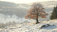 Snowy Winter Landscape with a Lone Oak Tree