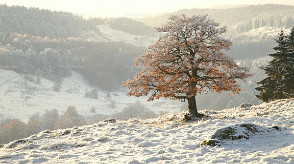 Snowy Winter Landscape with a Lone Oak Tree