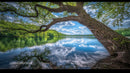 Tranquil Lake with Overarching Tree and Lush Greenery