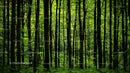 Lush Green Forest with Dense Tree Canopy and Serene Vibe