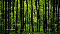 Lush Green Forest with Dense Tree Canopy and Serene Vibe
