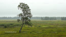 Lonely Birch Tree in a Misty Green Meadow