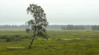 Lonely Birch Tree in a Misty Green Meadow