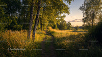 Golden Hour Sunlight Illuminating a Serene Forest Path