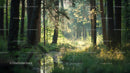 Sunlit Forest Path with Lush Greenery and Tranquil Atmosphere