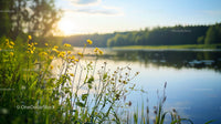 Yellow Wildflowers at Sunset by a Tranquil Lake