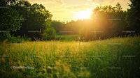 Golden Sunset Over Serene Green Meadow