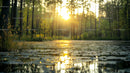 Tranquil Forest Lake at Golden Sunset