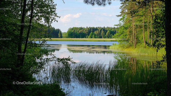 Spokojne Jezioro Leśne z Bujną Zielenią dookoła