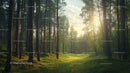Sunlit Path Through Lush Green Forest in Early Morning