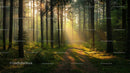 Sunlit Forest Path with Pine Trees and Morning Light