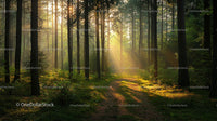 Sunlit Forest Path with Pine Trees and Morning Light