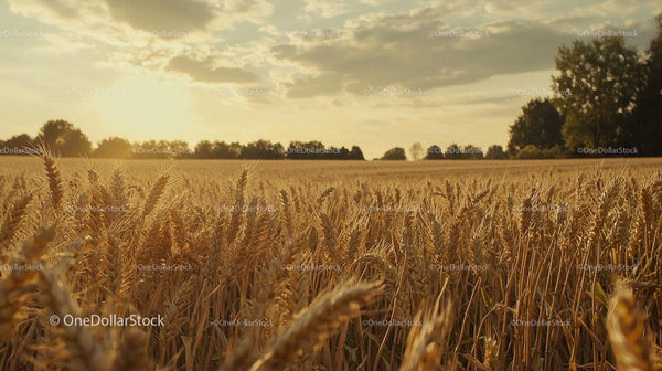 Golden Wheat Field at Sunset Creating a Peaceful Rural Scene