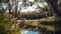 Tranquil Forest Lake with Tree Reflections