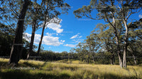 Sunny Woodland with Tall Trees and Blue Sky