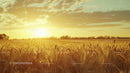 Golden Wheat Field at Sunset Casting Warm Glow