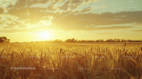 Golden Wheat Field at Sunset Casting Warm Glow