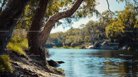 Tranquil River Scene with Eucalyptus Trees and Lush Greenery