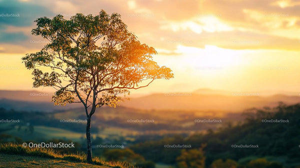 Solitary Tree Against a Stunning Sunset Horizon