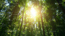 Sunlight Filtering Through Lush Green Forest Canopy