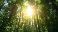 Sunlight Filtering Through Lush Green Forest Canopy