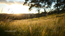 Golden Sunset Over a Serene Meadow with Tall Grass