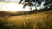 Golden Sunset Over a Serene Meadow with Tall Grass