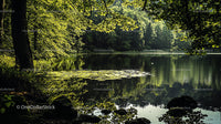 Tranquil Lake Surrounded by Lush Green Forest Foliage