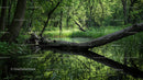Tranquil Forest Stream with Lush Green Vegetation