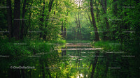 Tranquil Green Forest with Reflective Water Surface