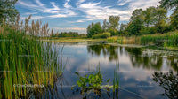 Tranquil Pond with Reflections Under Blue Sky and Lush Vegetation