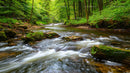 Tranquil Forest Stream with Lush Greenery
