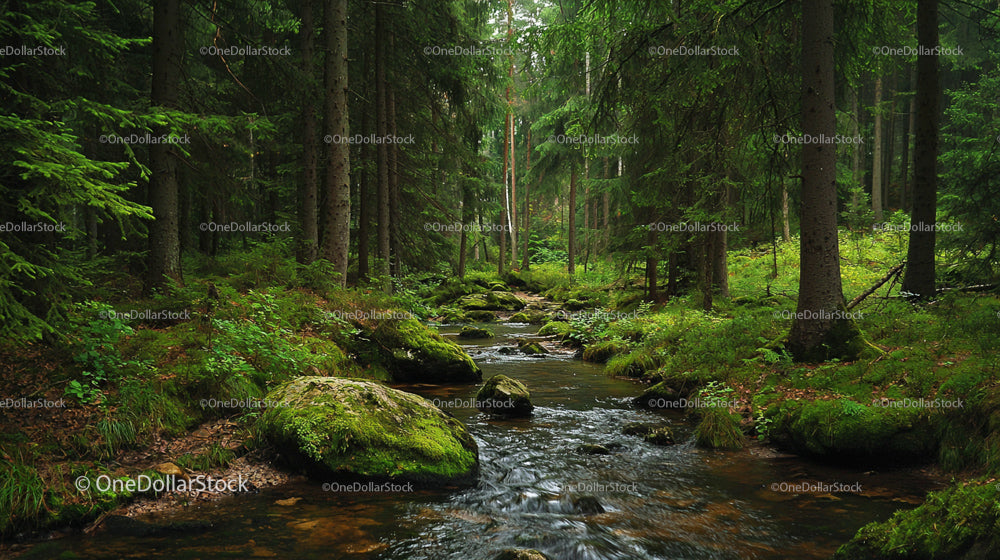 Tranquil Stream Flowing Through Lush Green Forest