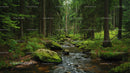Tranquil Stream Flowing Through Lush Green Forest
