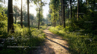 Sunlit Forest Pathway Surrounded by Lush Greenery