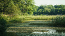 Tranquil Pond Surrounded by Lush Greenery and Trees