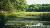 Tranquil Pond Surrounded by Lush Greenery and Trees