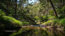 Tranquil Forest Stream Surrounded by Lush Greenery