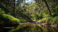 Tranquil Forest Stream Surrounded by Lush Greenery