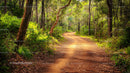 Sunlit Forest Path Winding Through Lush Greenery