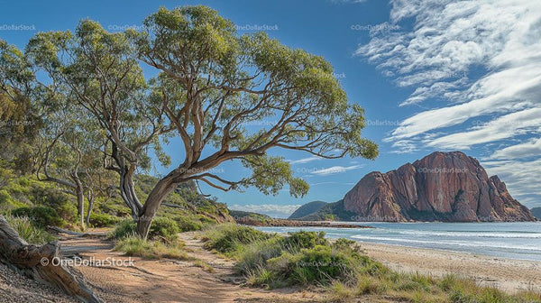 Eucalyptus Trees by Scenic Coastal Beach with Rocky Cliffs