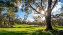 Sunlit Forest with Green Grass and Tall Trees