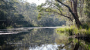 Serene River with Eucalyptus Trees and Lush Greenery