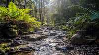 Sunlit Forest Stream with Lush Green Ferns