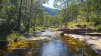 Serene Forest Stream with Lush Greenery and Rocky Riverbank