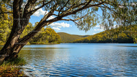Eucalyptus Tree Overlooking a Serene Lake with Forested Hills