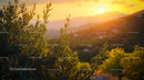 Olive Branches in Golden Sunset Over Mediterranean Hills