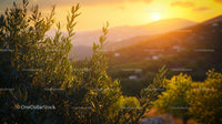 Olive Branches in Golden Sunset Over Mediterranean Hills