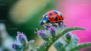 Vibrant Ladybug Resting on Flower in Lush Garden